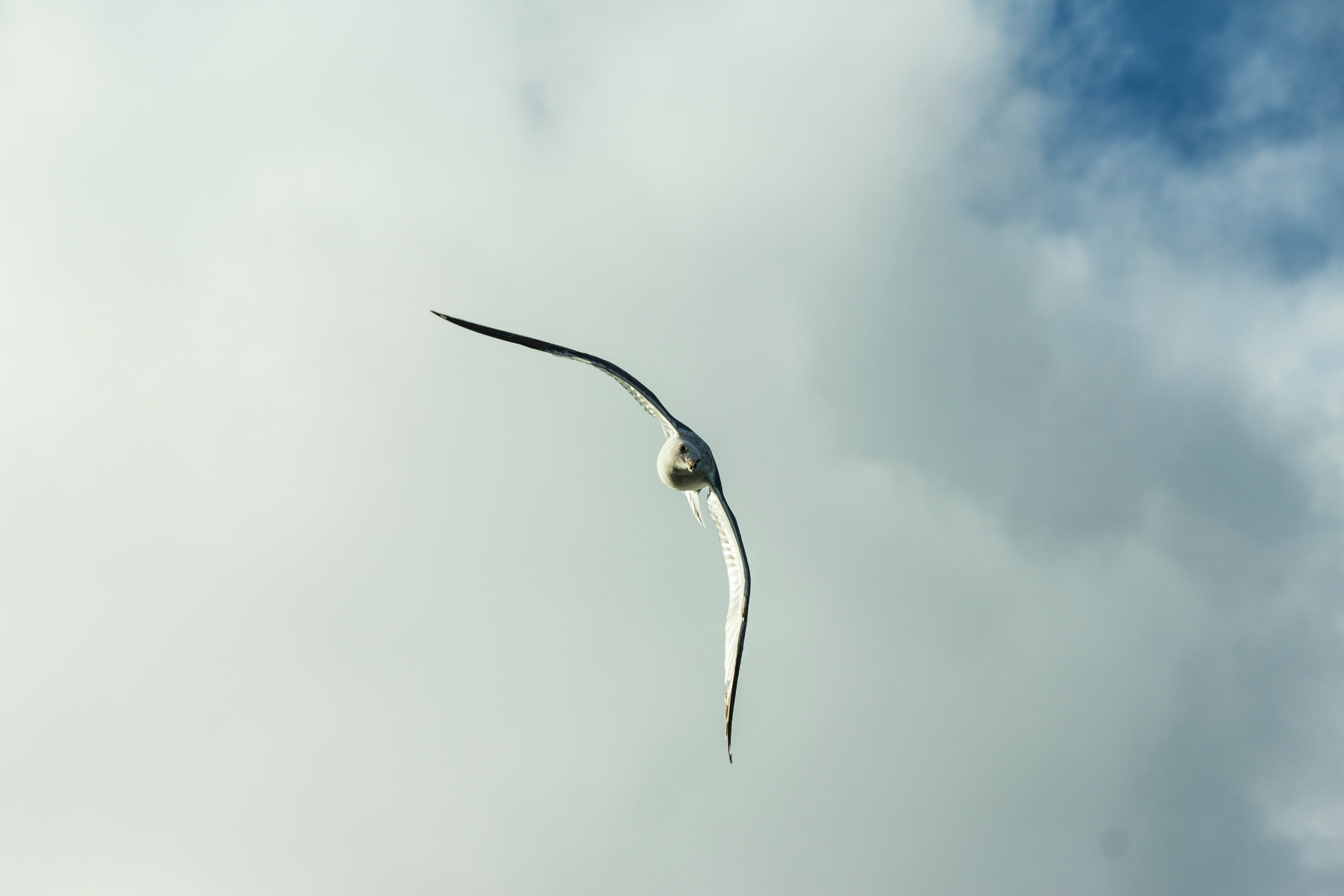 white and black bird flying under white clouds during daytime